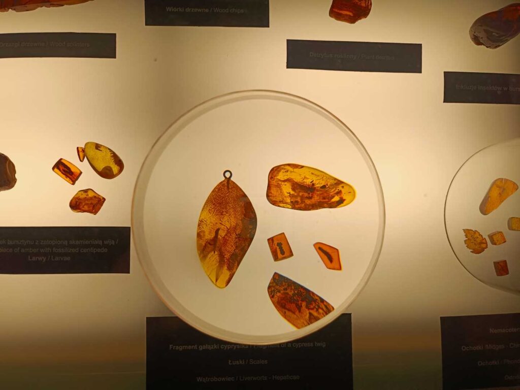 Amber Museum